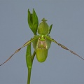 Phragmipedium longifolium