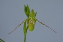 Phragmipedium longifolium