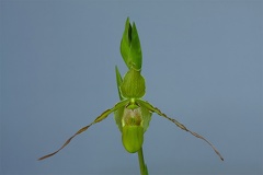 Phragmipedium longifolium