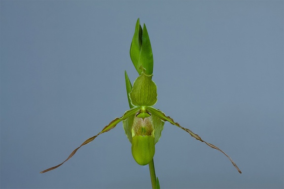 Phragmipedium longifolium