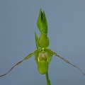 Phragmipedium longifolium