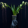 Phragmipedium_warszeviczianum1.jpg