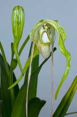 Phragmipedium warszeviczianum