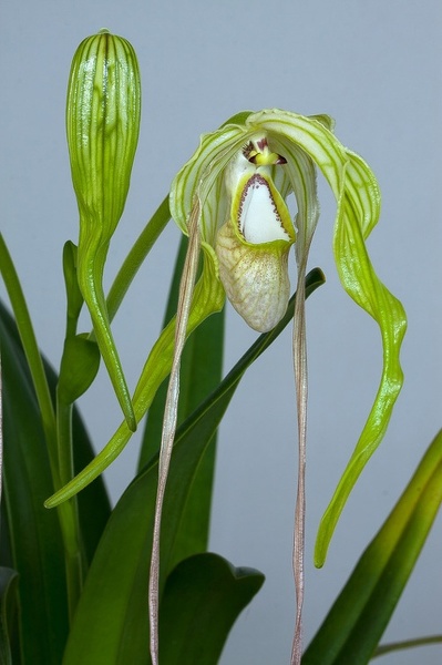 Phragmipedium warszewiczianum (Rchb.f.) Schltr. Phragmipedium_warszeviczianum10.jpg