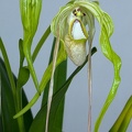 Phragmipedium warszeviczianum