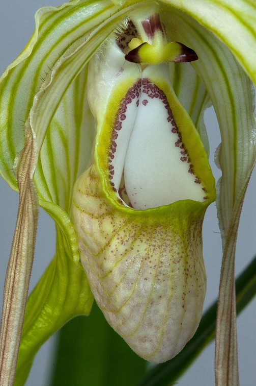 Phragmipedium warszeviczianum