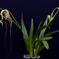 Phragmipedium warszewiczianum 