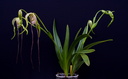 Phragmipedium warszewiczianum 