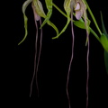 Phragmipedium warszewiczianum 