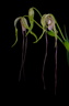 Phragmipedium warszewiczianum 
