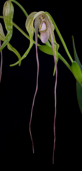 Phragmipedium_warszeviczianum4.jpg