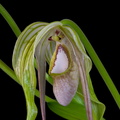 Phragmipedium warszewiczianum 