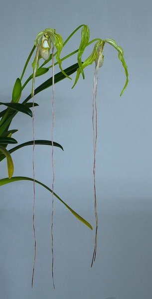 Phragmipedium warszewiczianum (Rchb.f.) Schltr. Phragmipedium_warszeviczianum6.jpg
