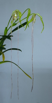 Phragmipedium warszeviczianum