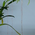 Phragmipedium warszeviczianum