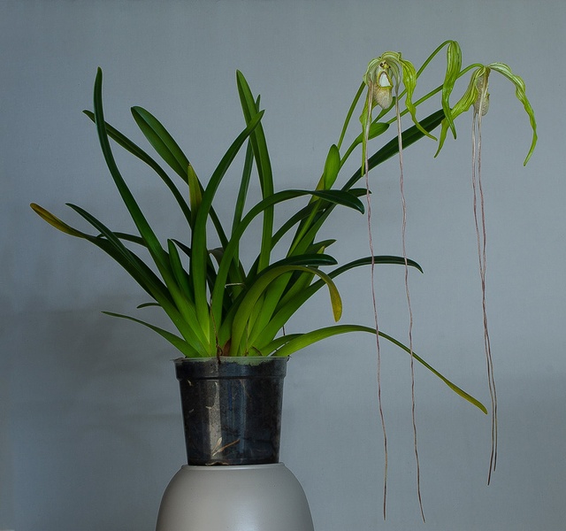 Phragmipedium warszewiczianum (Rchb.f.) Schltr. Phragmipedium_warszeviczianum7.jpg