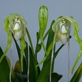 Phragmipedium_warszeviczianum8.jpg