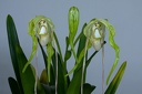 Phragmipedium warszeviczianum