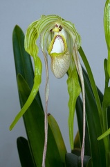 Phragmipedium warszeviczianum