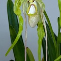 Phragmipedium warszeviczianum