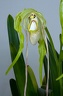 Phragmipedium warszeviczianum