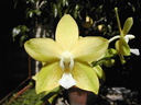 Phalaenopsis Sierra Gold