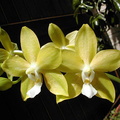 Phalaenopsis Sierra Gold