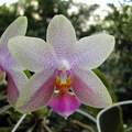 Phalaenopsis violacea x Zuma Gold