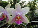 Phalaenopsis violacea x Zuma Gold