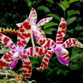 Phalaenopsis bastianii