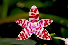 Phalaenopsis bastianii