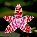 Phalaenopsis bastianii