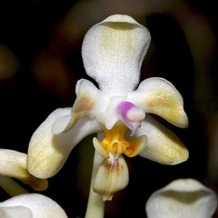 Phalaenopsis celebensis