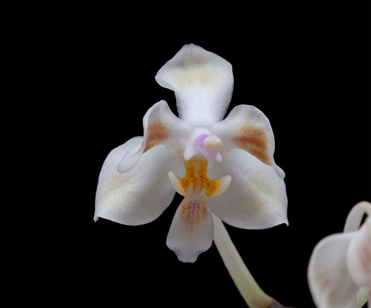 Phalaenopsis celebensis