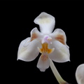 Phalaenopsis_celebensis3.jpg