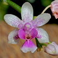 Phalaenopsis decumbens