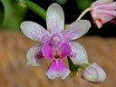 Phalaenopsis decumbens