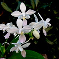 Phalaenopsis equestris f. albescens