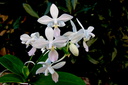 Phalaenopsis equestris f. albescens