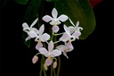 Phalaenopsis equestris f. albescens