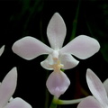 Phalaenopsis equestris f. albescens