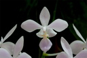 Phalaenopsis equestris f. albescens