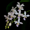Phalaenopsis equestris f. albescens
