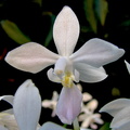 Phalaenopsis equestris f. albescens