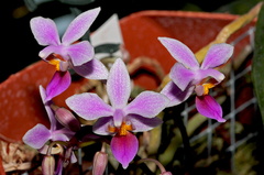 Phalaenopsis equestris