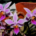 Phalaenopsis equestris