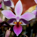 Phalaenopsis equestris