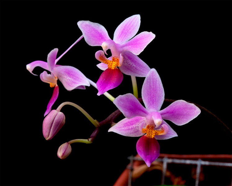 Phalaenopsis equestris