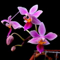 Phalaenopsis equestris