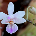 Phalaenopsis lindenii